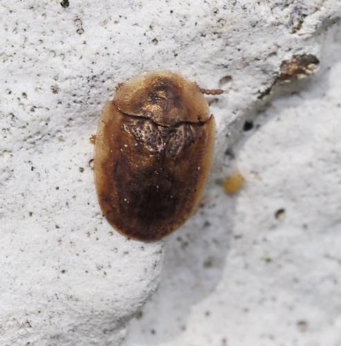 Réf. 228 243 : Cassidinae inconnu